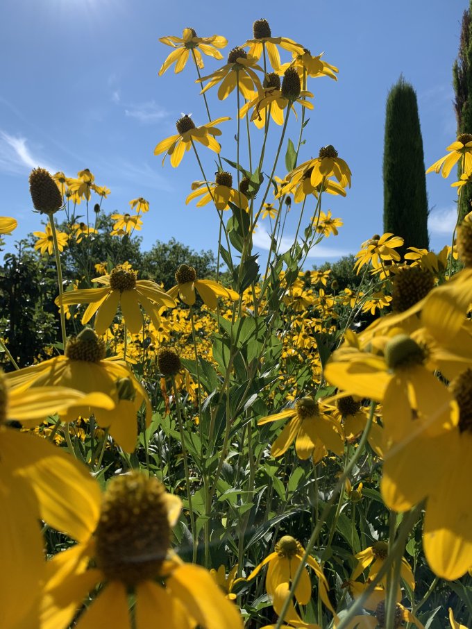 Le rudbeckia